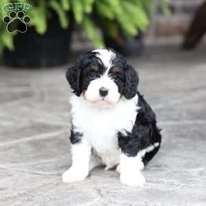 Milo, Cavapoo Puppy
